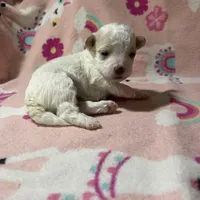 Summer’s Dawn, a female Maltipoo for sale in Liberty, MS – Photo 6 of 10