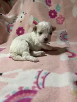 processed/c51f0477-29bd-4d7b-8e25-ed8ec4c57946/listing/8063a7a7-48c7-4797-9c17-dd5e7456b8b3/107ad915-2186-4aaf-a3f6-913a2b0f5630