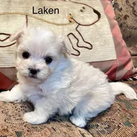 Summer’s Laken, a male Maltipoo for sale in Liberty, MS – Photo 3 of 8