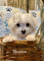 Summer’s Meadow, a female Maltipoo for sale in Liberty, MS – Photo 2 of 10