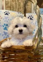 Summer’s Meadow, a female Maltipoo for sale in Liberty, MS – Photo 1 of 10