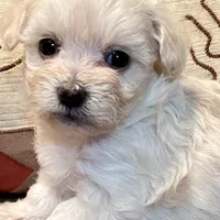 Summer’s Meadow, a female Maltipoo for sale in Liberty, MS – Photo 4 of 10