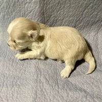 Summer’s Laken, a male Maltipoo for sale in Liberty, MS – Photo 8 of 8