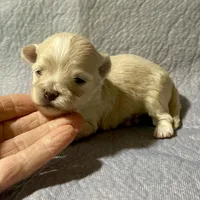 Summer’s Laken, a male Maltipoo for sale in Liberty, MS – Photo 6 of 8