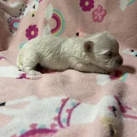 Summer’s Meadow, a female Maltipoo for sale in Liberty, MS – Photo 9 of 10