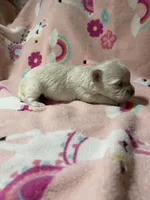 Summer’s Meadow, a female Maltipoo for sale in Liberty, MS – Photo 2 of 4