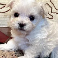Summer’s Laken, a male Maltipoo for sale in Liberty, MS – Photo 2 of 8