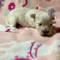 Summer’s Meadow, a female Maltipoo for sale in Liberty, MS – Photo 7 of 10