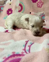 Summer’s Meadow, a female Maltipoo for sale in Liberty, MS – Photo 1 of 4