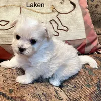 Summer’s Laken, a male Maltipoo for sale in Liberty, MS – Photo 4 of 8