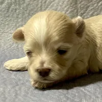 Summer’s Laken, a male Maltipoo for sale in Liberty, MS – Photo 5 of 8