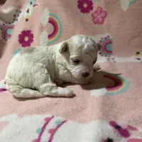 Summer’s Dawn, a female Maltipoo for sale in Liberty, MS – Photo 8 of 10