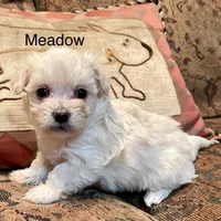 Summer’s Meadow, a female Maltipoo for sale in Liberty, MS – Photo 6 of 10