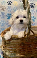 Summer’s Meadow, a female Maltipoo for sale in Liberty, MS – Photo 3 of 10