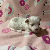 Summer’s Dawn, a female Maltipoo for sale in Liberty, MS – Photo 10 of 10