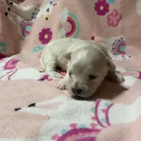 Summer’s Meadow, a female Maltipoo for sale in Liberty, MS – Photo 10 of 10