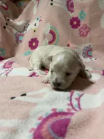 Summer’s Meadow, a female Maltipoo for sale in Liberty, MS – Photo 4 of 4