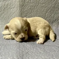 Summer’s Laken, a male Maltipoo for sale in Liberty, MS – Photo 7 of 8