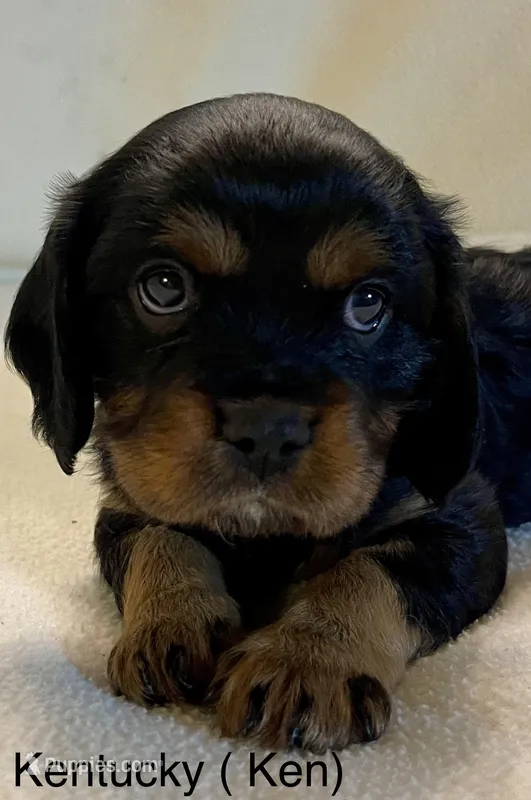 Kentucky (Ken) – Cavalier King Charles Spaniel puppy for sale in Liberty, MS