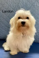 Landon, a male Maltipoo for sale in Liberty, MS – 2 of 9