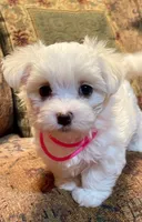Jo, a female Maltese for sale in Liberty, MS – 2 of 3