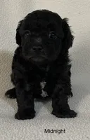 Midnight, a male Poodle - Toy  for sale in Liberty, MS – 3 of 4