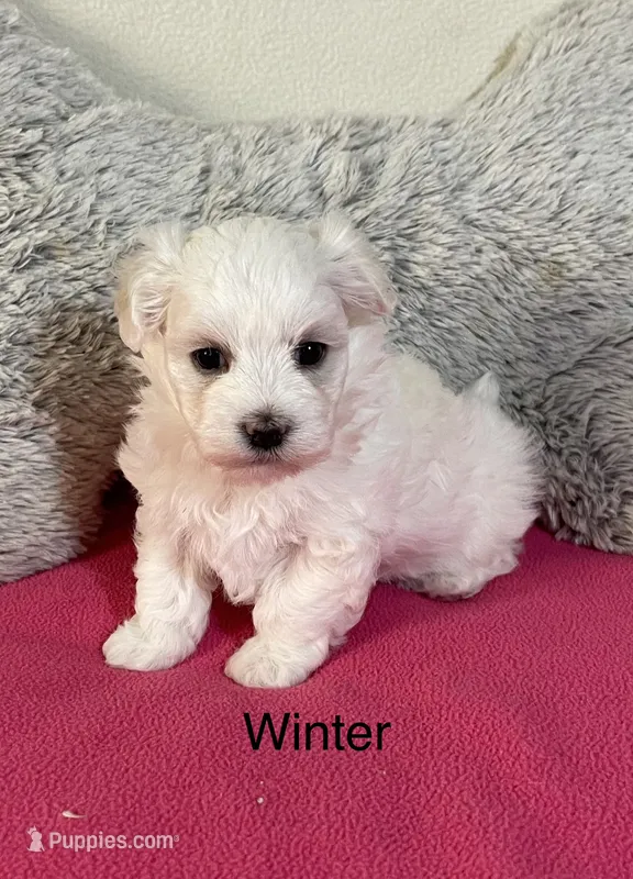 Winter – Maltese puppy for sale in Liberty, MS