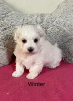 Winter, a female Maltese for sale in Liberty, MS – 1 of 3
