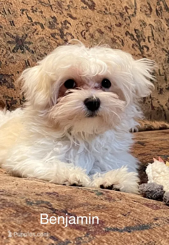 Benjamin  – Maltese puppy for sale in Liberty, MS