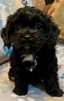 Angus, a male Cavapoo for sale in Liberty, MS – 3 of 10