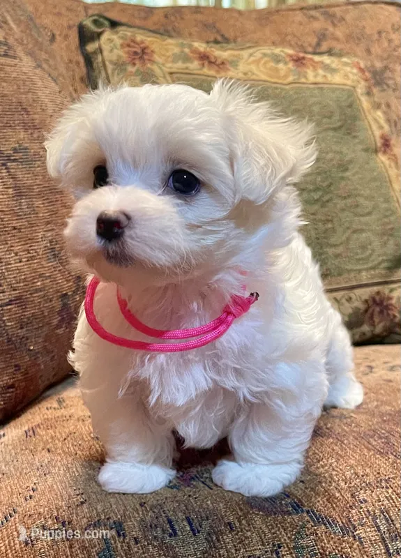 Jo – Maltese puppy for sale in Liberty, MS