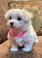 Jo, a female Maltese for sale in Liberty, MS – 1 of 3