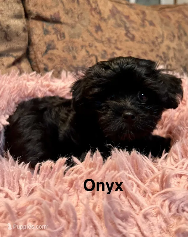 Onyx – Maltipoo puppy for sale in Liberty, MS