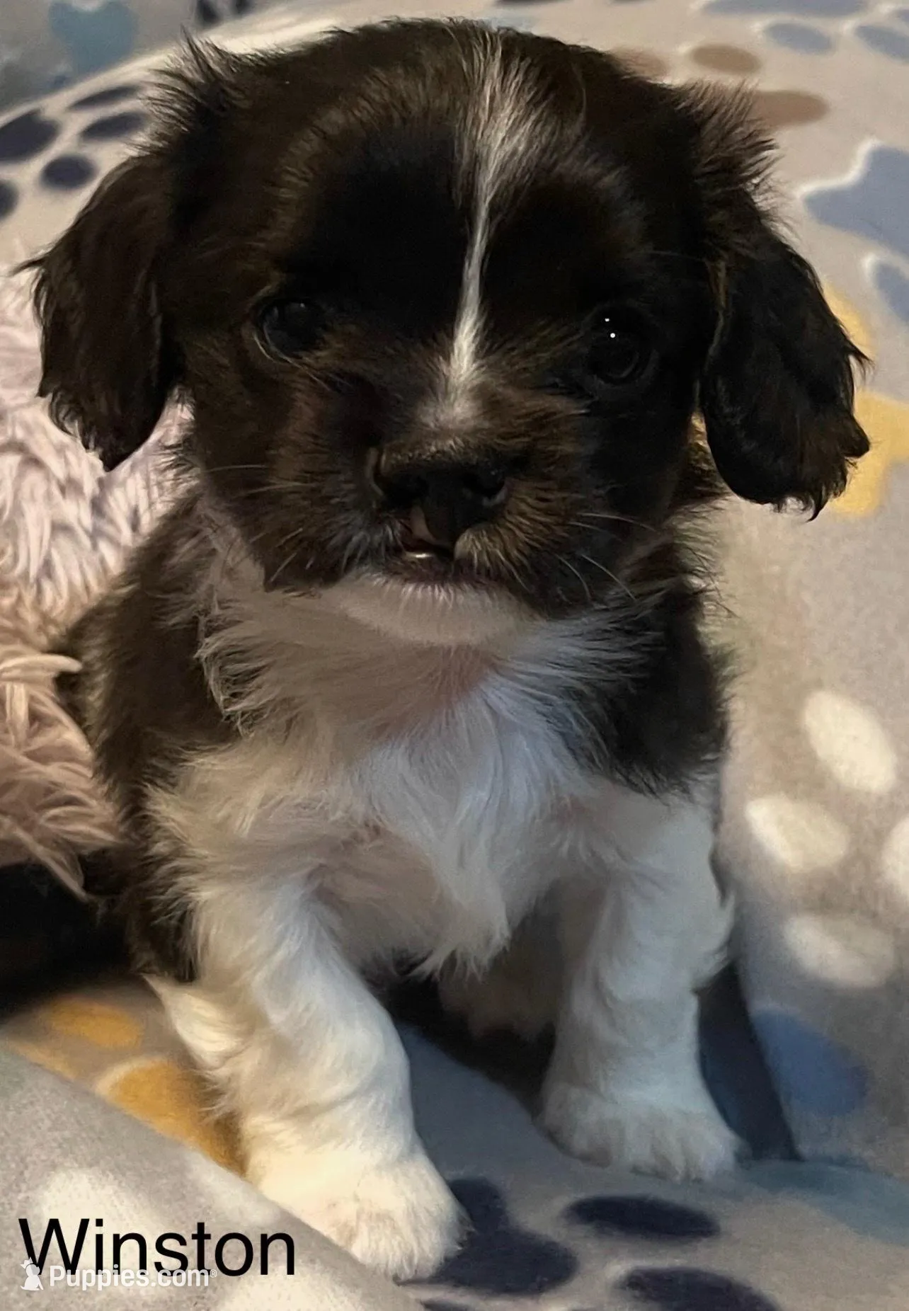 Winston, a male Cavalier King Charles Spaniel and Maltese for sale in Liberty, MS – Photo 2 of 3