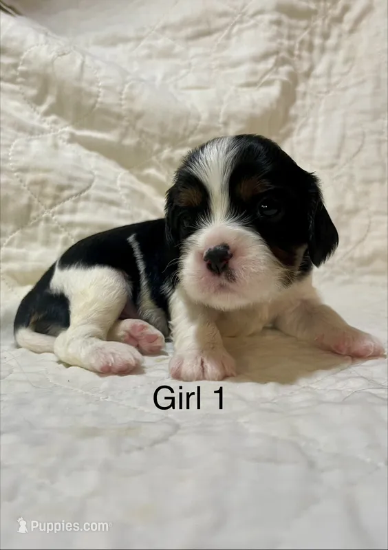 Mississippi (Missy) – Cavalier King Charles Spaniel puppy for sale in Liberty, MS