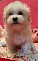 Snow, a female Maltese for sale in Liberty, MS – 7 of 10