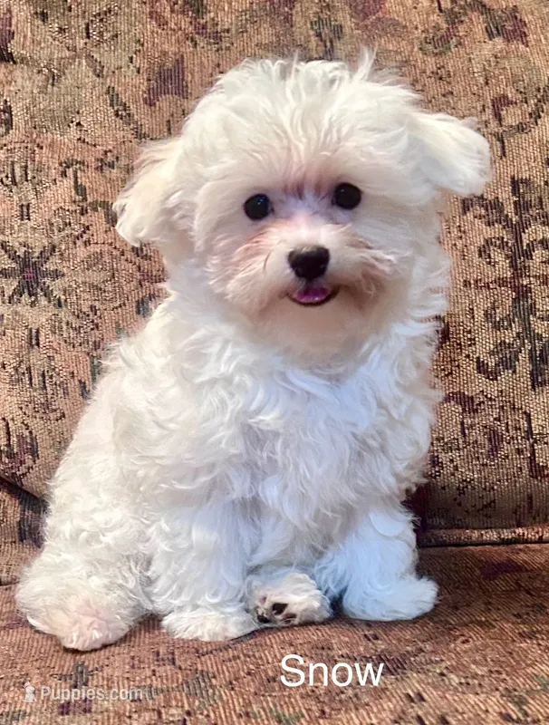 Snow – Maltese puppy for sale in Liberty, MS