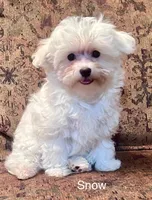 Snow (AKC), a female Maltese for sale in Liberty, MS – 1 of 9
