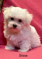 Snow, a female Maltese for sale in Liberty, MS – 2 of 10