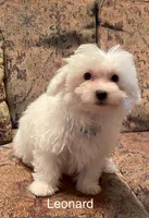 Leonard, a male Maltipoo for sale in Liberty, MS – 4 of 9