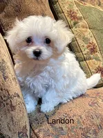 Landon, a male Maltipoo for sale in Liberty, MS – 2 of 2