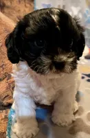Bandit, a male Cavapoo for sale in Liberty, MS – 3 of 9