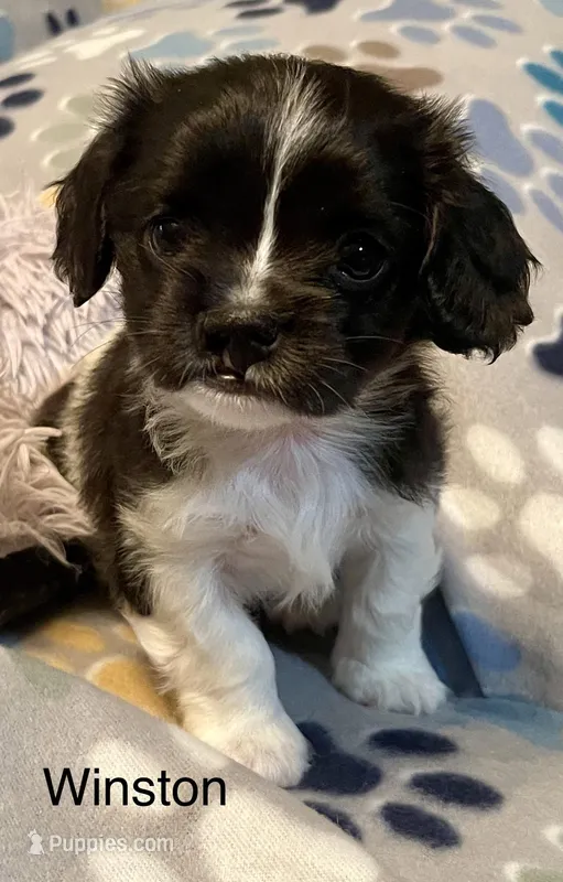 Winston – Cavalier King Charles Spaniel, Maltese puppy for sale in Liberty, MS