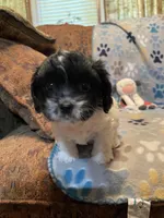 Bandit, a male Cavapoo for sale in Liberty, MS – 2 of 9