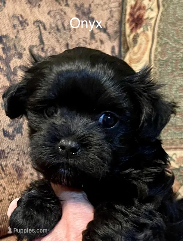 Onyx – Maltipoo puppy for sale in Liberty, MS