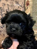 Onyx, a female Maltipoo for sale in Liberty, MS – 1 of 3