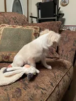 Oliver, a male Cavalier King Charles Spaniel and Maltese for sale in Liberty, MS – 4 of 8