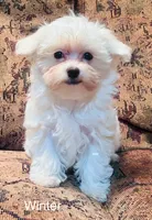 Winter (AKC), a female Maltese for sale in Liberty, MS – 3 of 9