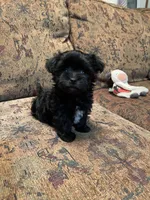 Pearl, a female Maltipoo for sale in Liberty, MS – 4 of 4