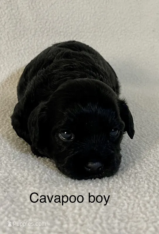 Angus – Cavapoo puppy for sale in Liberty, MS